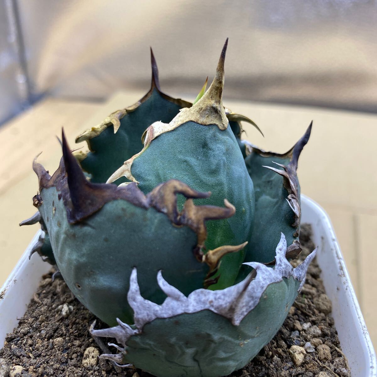 希少種 Agave titanota FO-076 アガベ チタノタ オテロイ FO-076 多肉植物 レアな アガベ オテロイボールタイプ強棘 ^ - ^の画像4