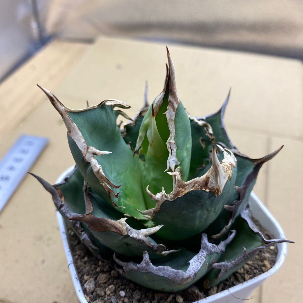 希少種 Agave titanota FO-076 アガベ チタノタ オテロイ FO-076 多肉植物 レアな アガベ オテロイボールタイプ強棘 ^ - の画像6