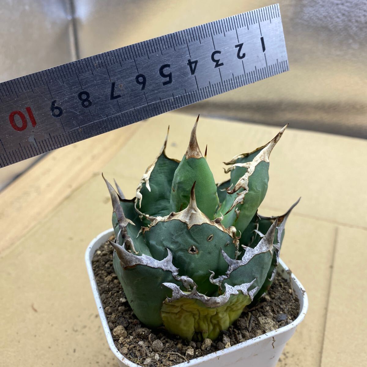 希少種 Agave titanota FO-076 アガベ チタノタ オテロイ FO-076 多肉植物 レアな アガベ オテロイボールタイプ強棘 ^ - の画像9