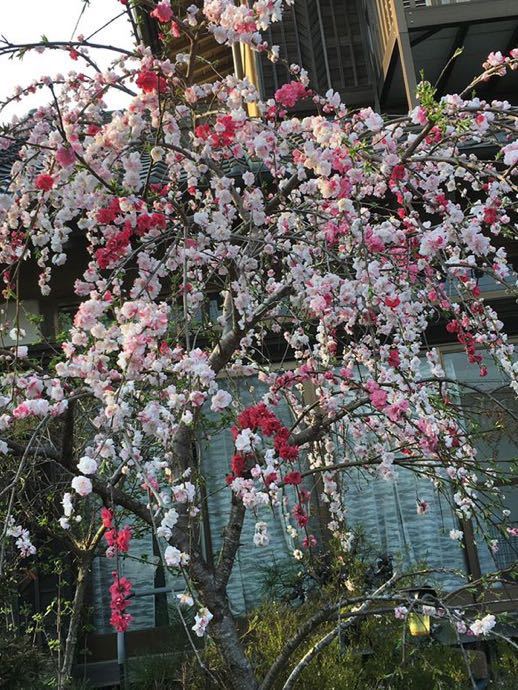 ☆彡　枝垂れ桃　挿し穂　２０センチ　１０本　山野草　ガーデニング　盆栽　☆彡_画像1