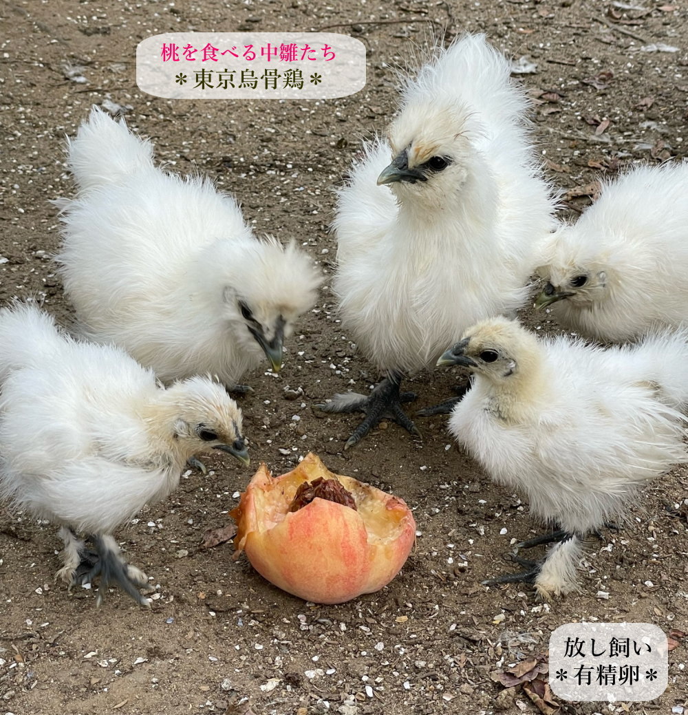 東京烏骨鶏 烏骨鶏 6個 有精卵 種卵 食用 放し飼い ふわふわ もこもこ 送料無料_画像9