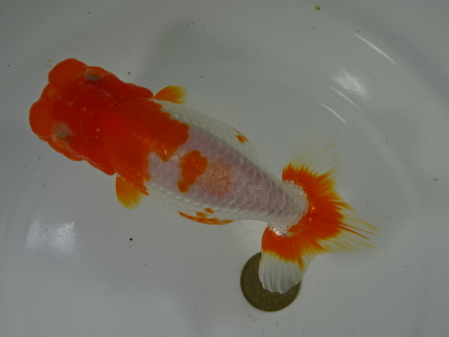 * large ten thousand golgfish * beautiful . possibility opening two -years old female surface ..no.2