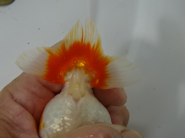 * large ten thousand golgfish * beautiful . possibility opening two -years old female surface ..no.2