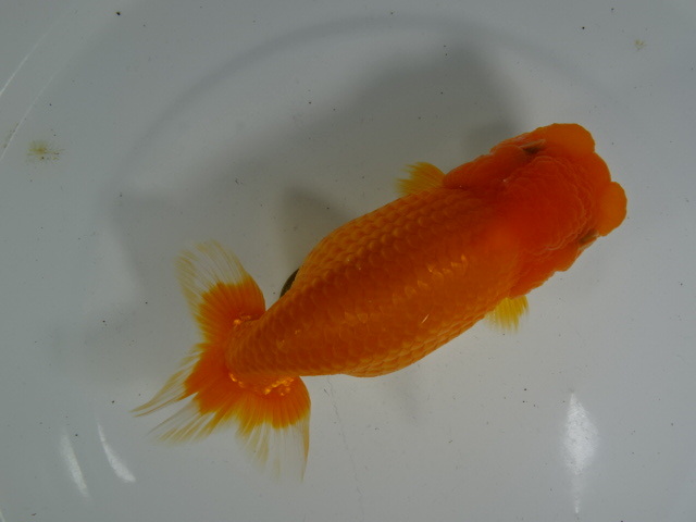 * large ten thousand golgfish * Special on kind . egg middle opening two -years old female element red no.3