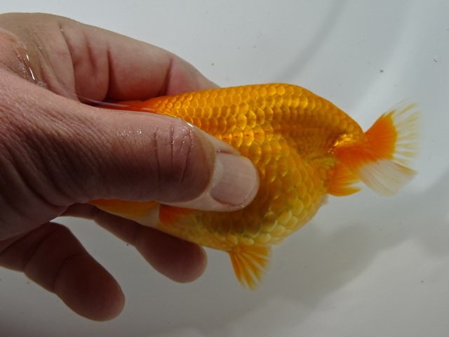 * large ten thousand golgfish * Special on kind . egg middle opening two -years old female element red no.3