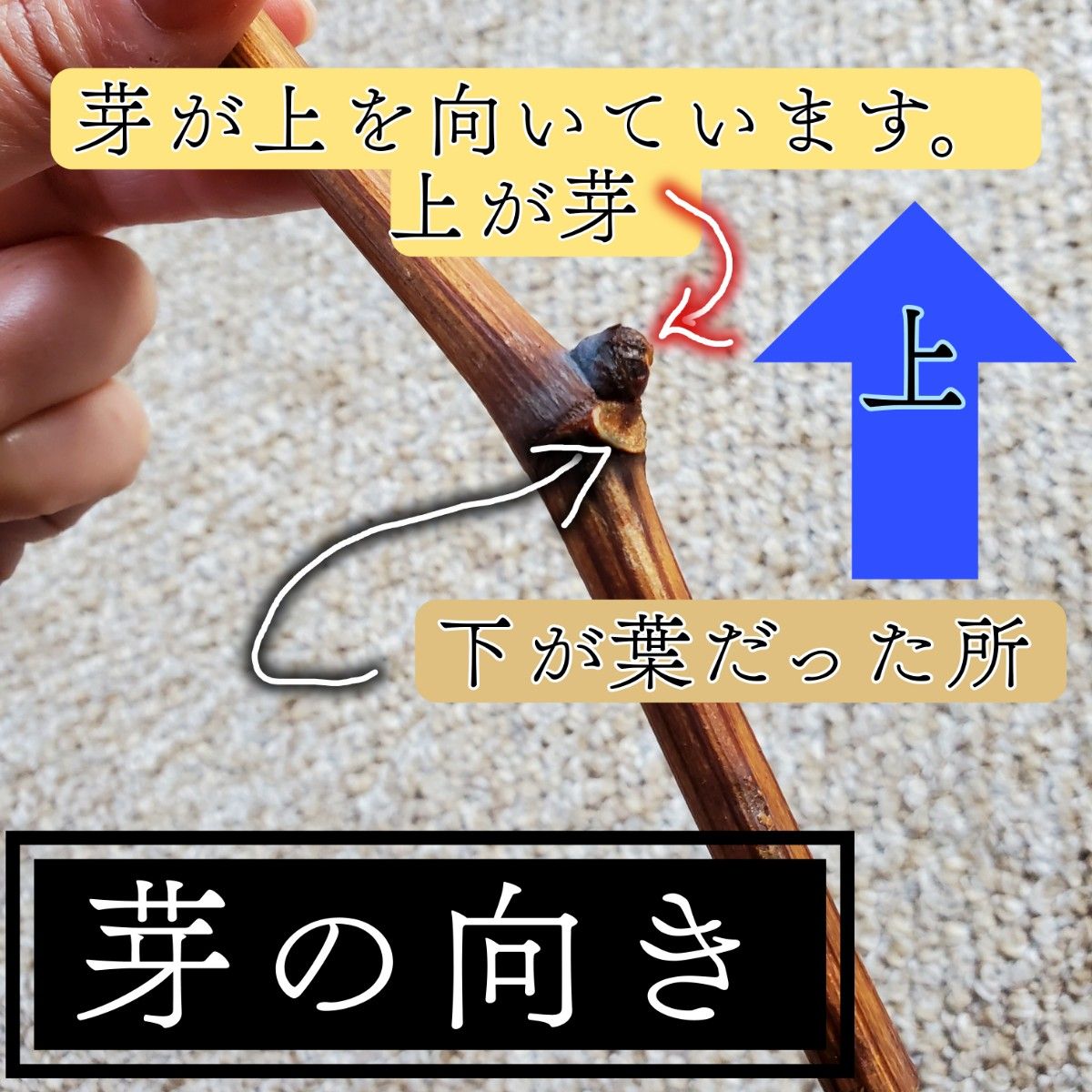 即日発送】ウチの自慢の美味しい 巨峰の穂木 10本 挿し木 ぶどう 即日発送】ウチの自慢の美味しい 巨峰の穂木 10本 挿し木 ぶどう