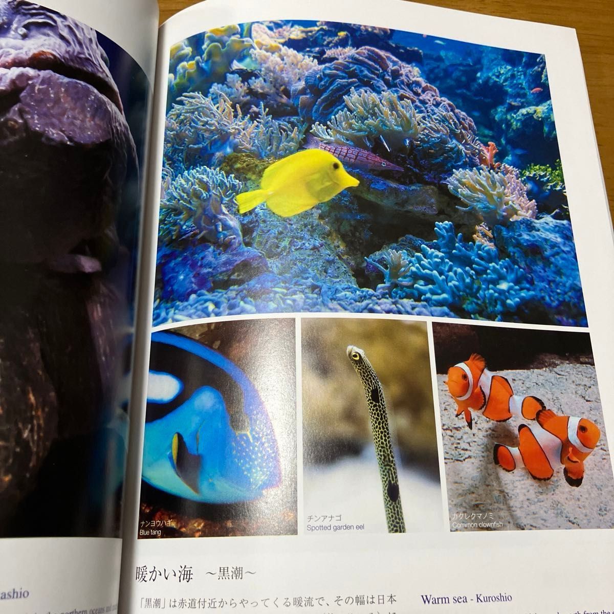 新江ノ島水族館"えのすい"ガイドブック