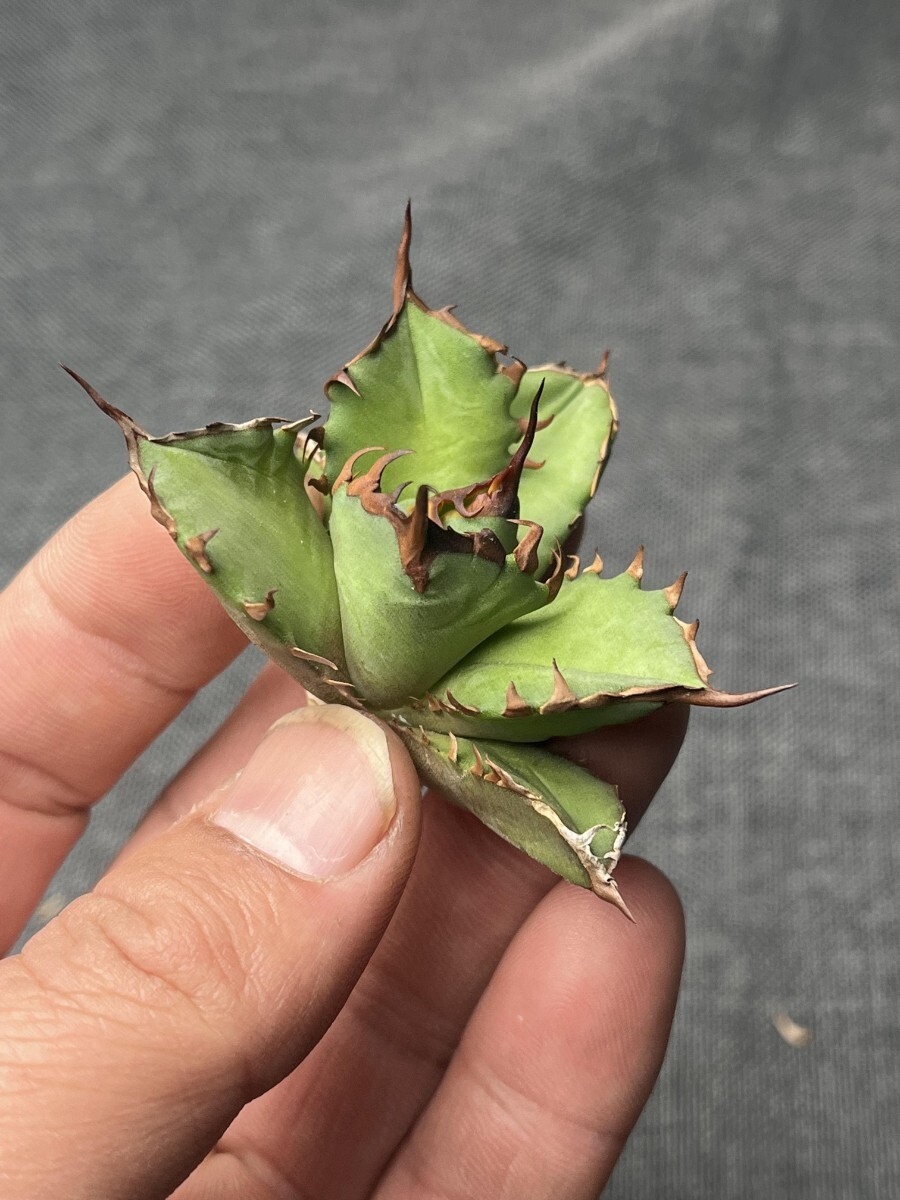 Q55特選 アガベ 多肉植物 チタノタ 姫仁王冠　子株_画像3