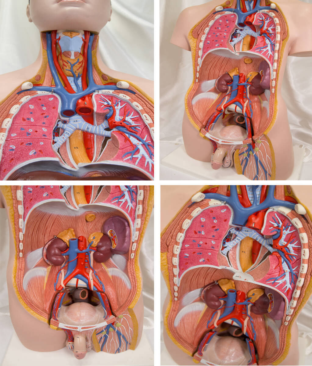 全長８５cm ドイツ製 3B社 人体模型 トルソー 人体解剖 トルソー模型 人体解剖模型/男性/医学・教育用/の画像6