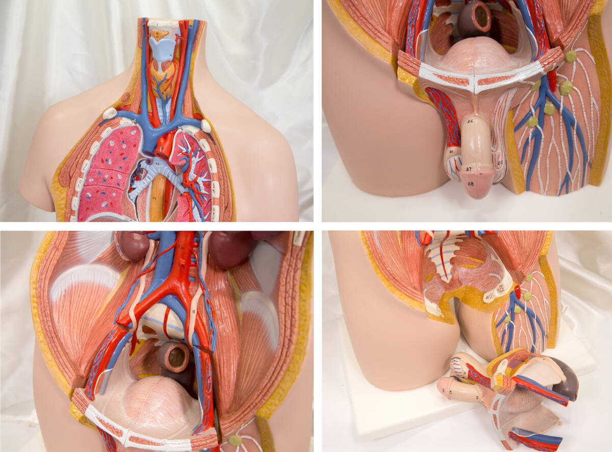 全長８５cm ドイツ製 3B社 人体模型 トルソー 人体解剖 トルソー模型 人体解剖模型/男性/医学・教育用/の画像8