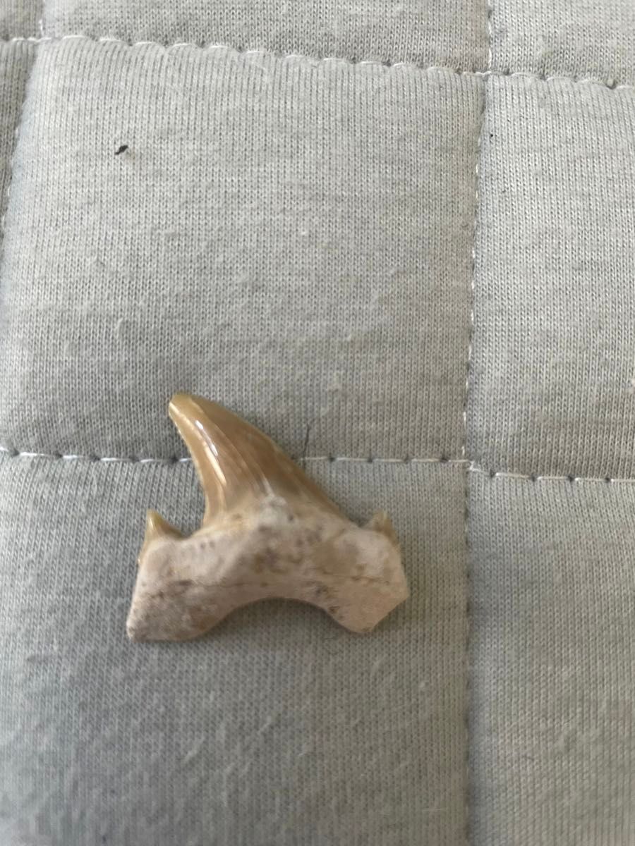 アンモナイト　三葉虫　サメの歯