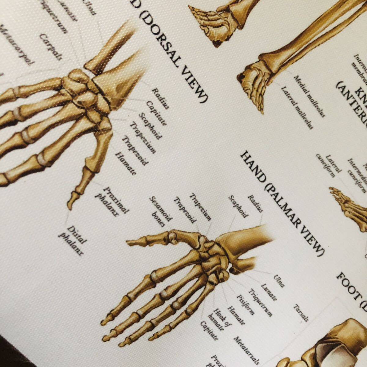 人体模型　骨格図鑑　アートポスター　インテリア雑貨　小物　リビング　玄関　トイレ　おもしろ　理科　