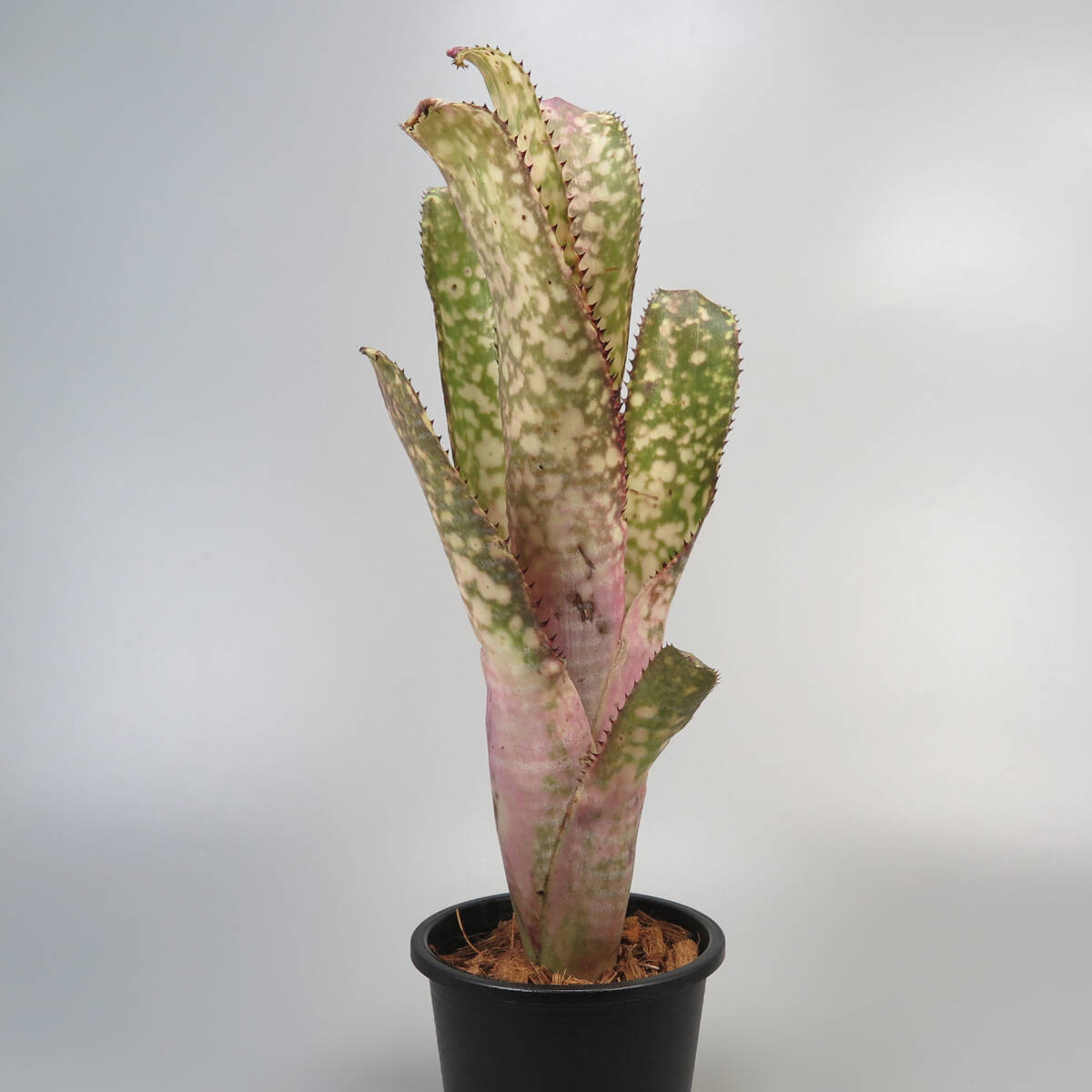 ビルベルギア ☆ Billbergia Kolan Offspring ★ タンクブロメリア_画像5