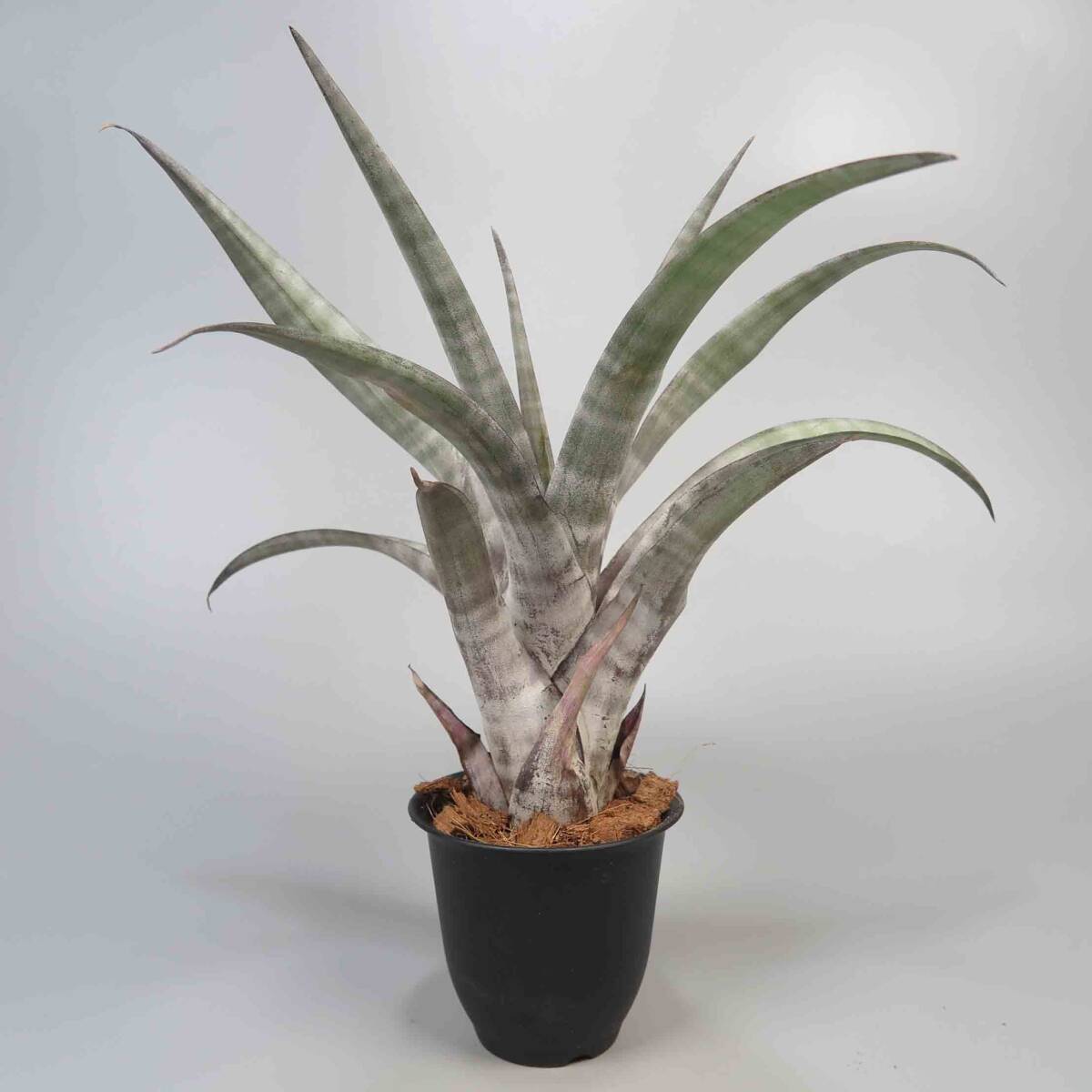 1. チランジア ヒルダエ ☆ Tillandsia hildae ★ タンクブロメリア_画像2