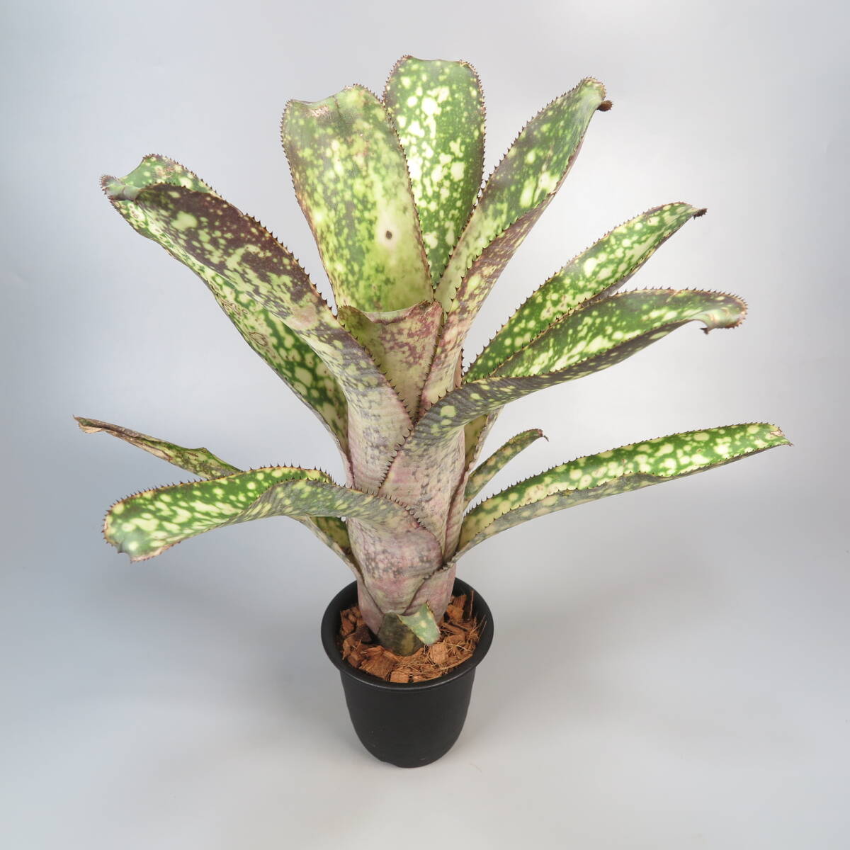 ビルベルギア ☆ Billbergia Arribella ★ タンクブロメリア_画像3