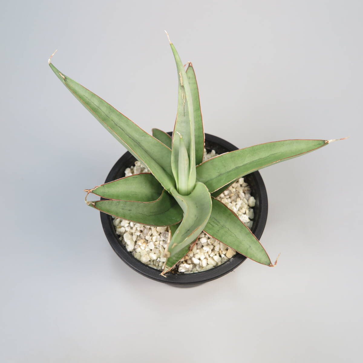 1. サンセベリア ☆ Sansevieria Chanin ★ サンスベリア_画像6