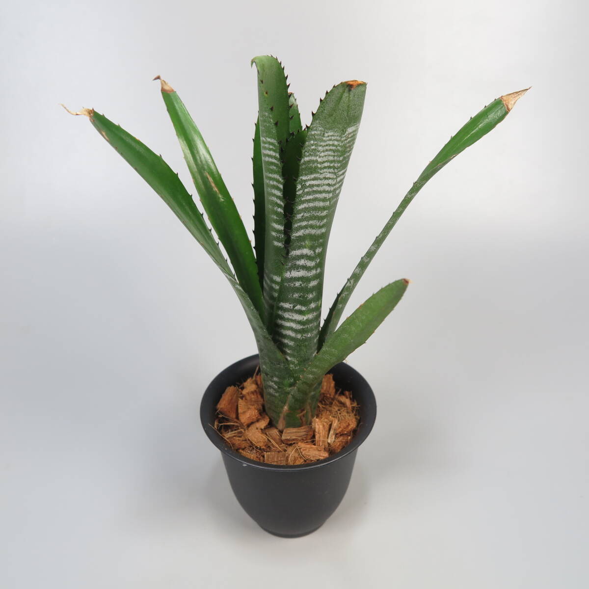 ビルベルギア ☆ Billbergia DM Shark (Domingos Martins F2 CB#07 Hybrid Cheryl Basic Queensland) ★ タンクブロメリアの画像2