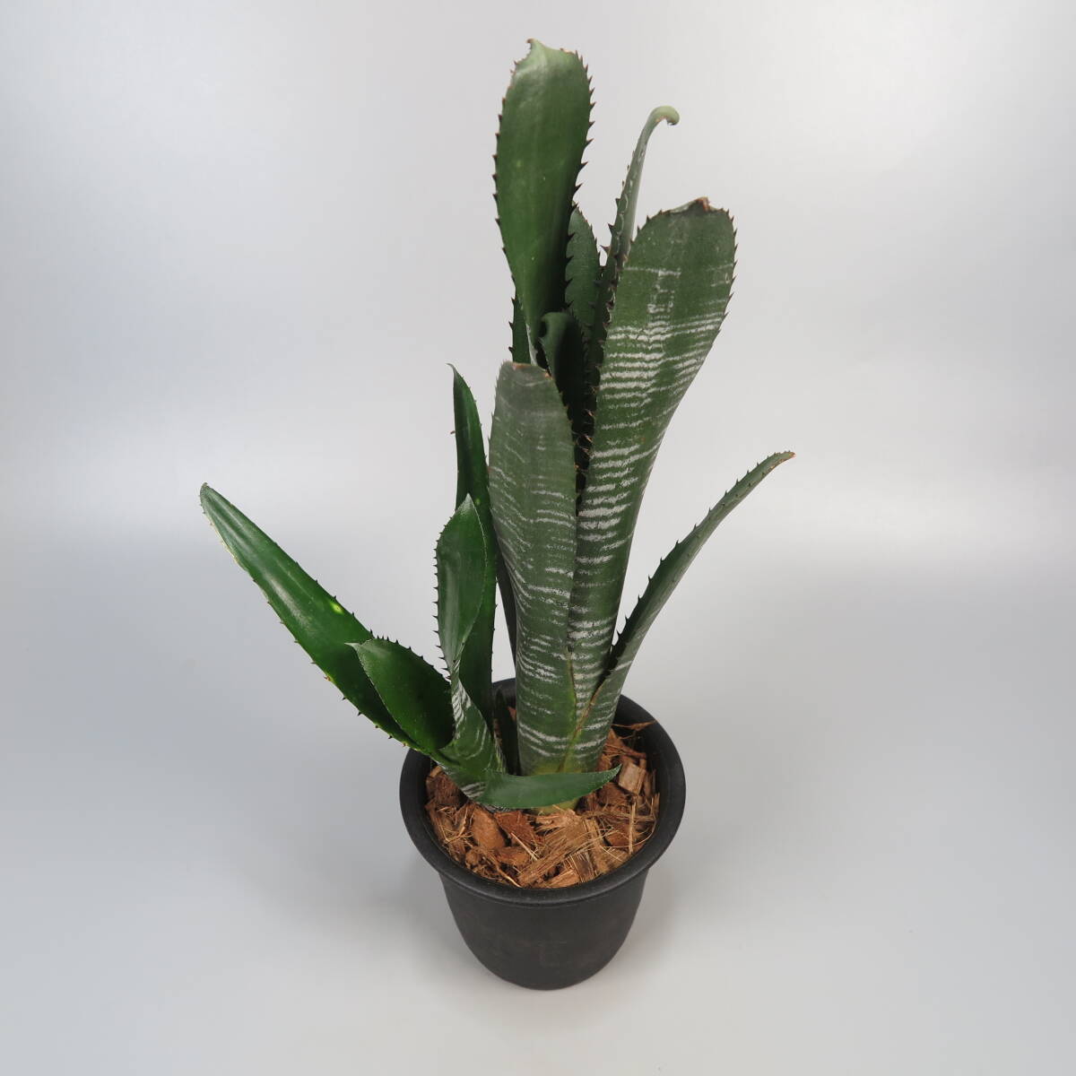 ビルベルギア ☆ Billbergia Domingos Martins ★ タンクブロメリア_画像3