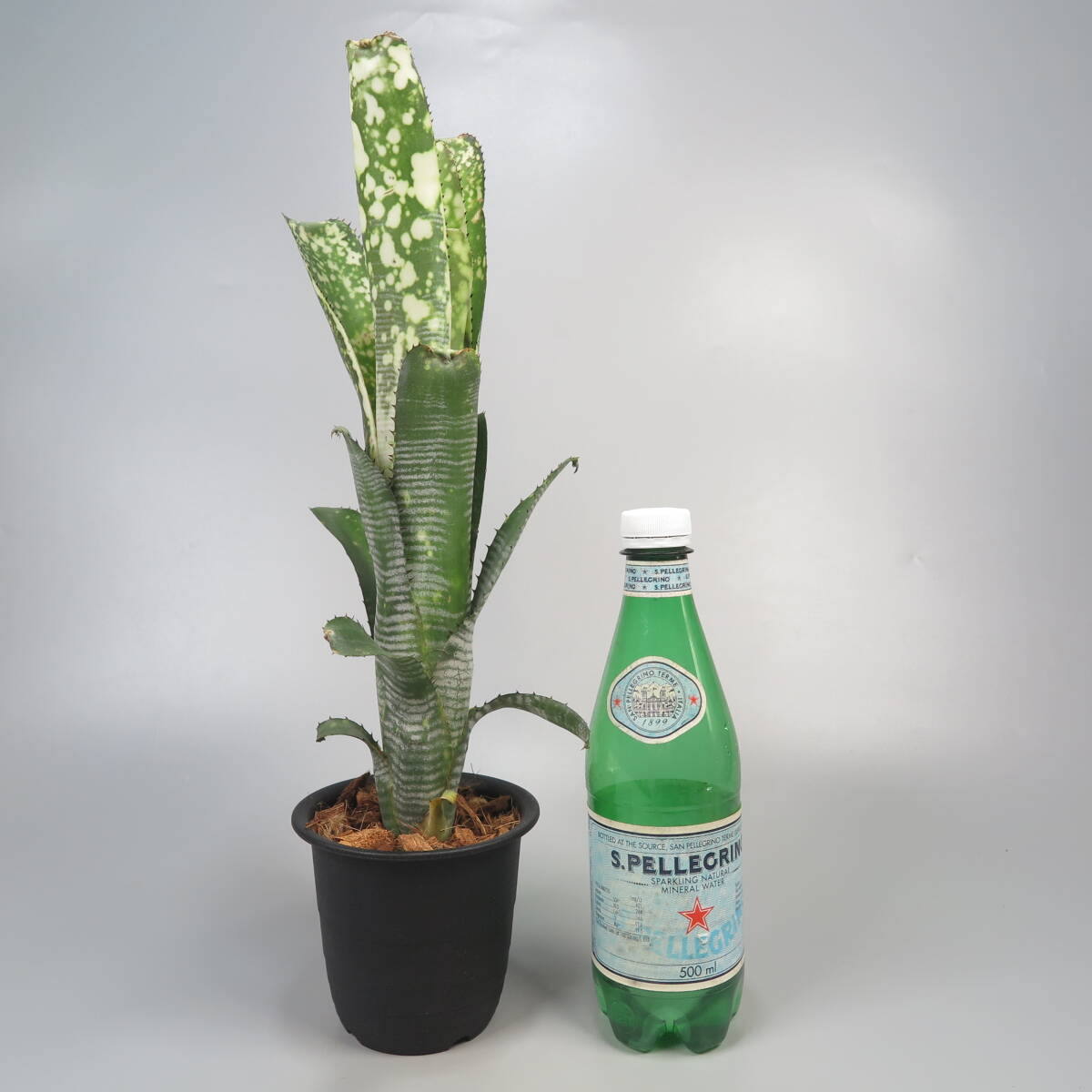 ビルベルギア ☆ Billbergia Limestone ★ タンクブロメリア_画像7