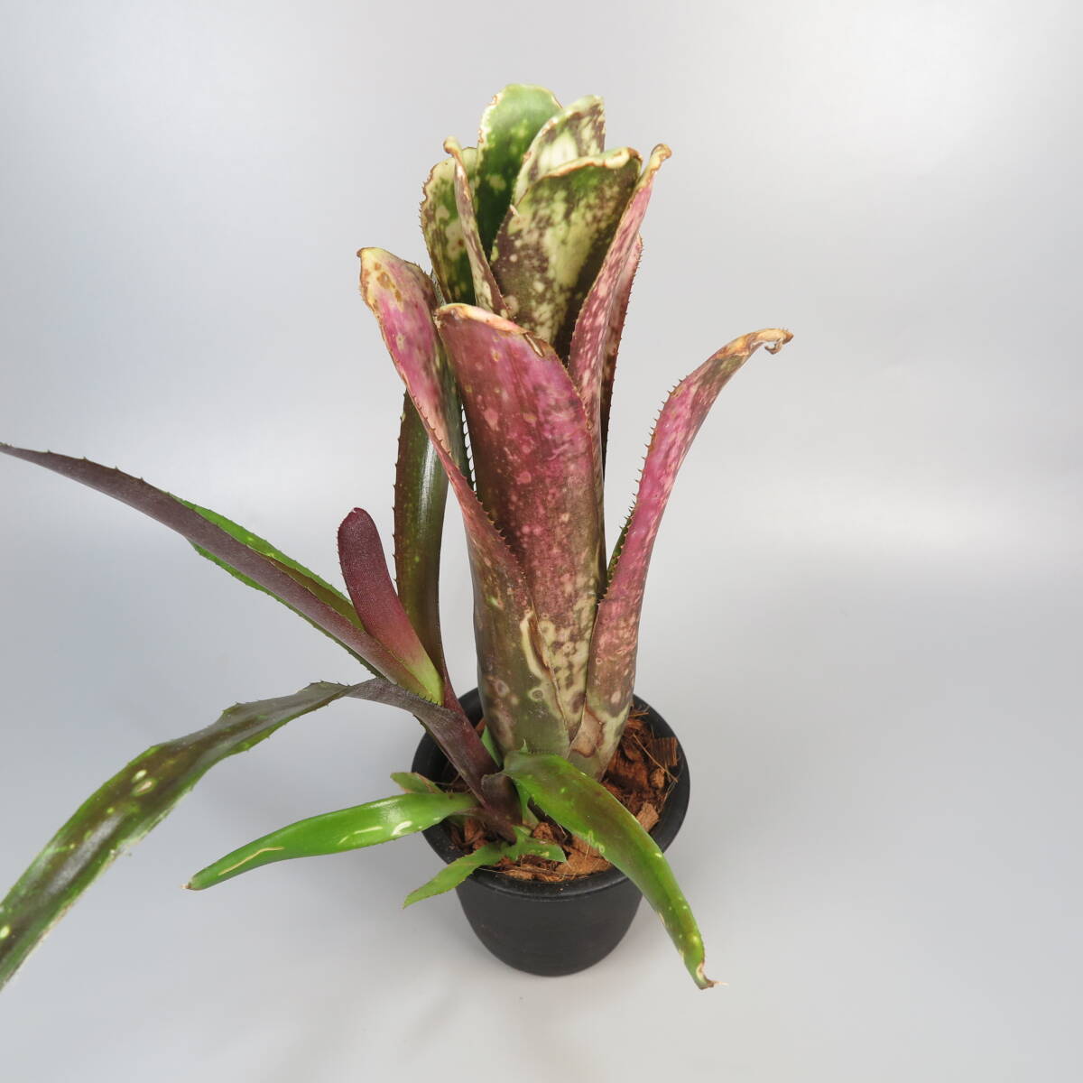 ビルベルギア ☆ Billbergia Kolan Magic ★ タンクブロメリア_画像1