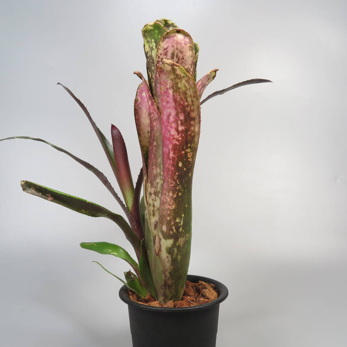 ビルベルギア ☆ Billbergia Kolan Magic ★ タンクブロメリア_画像4