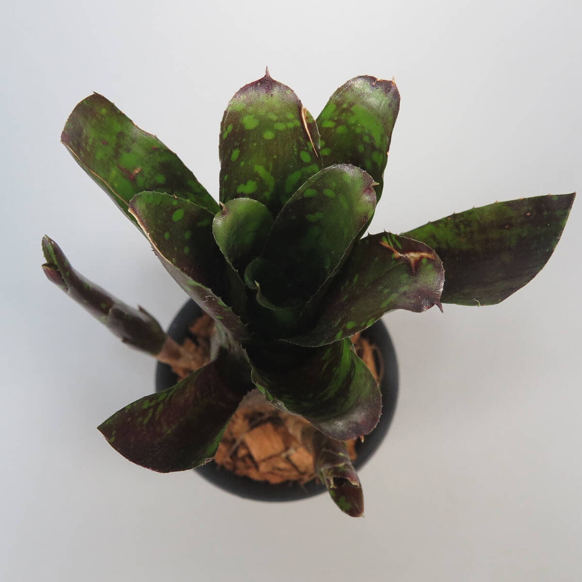 ネオレゲリア ☆ Neoregelia Nosferatu ☆ タンクブロメリア の ネオレゲリア ☆ Neoregelia Nosferatu ☆ タンクブロメリア の