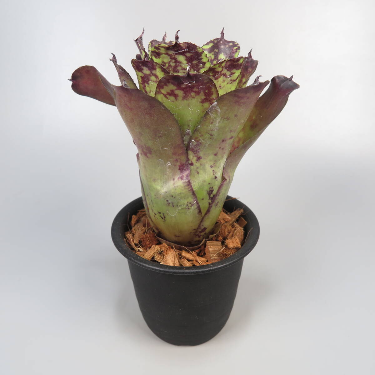  Neo rege rear * Neoregelia Super Cute * tanker brome rear 