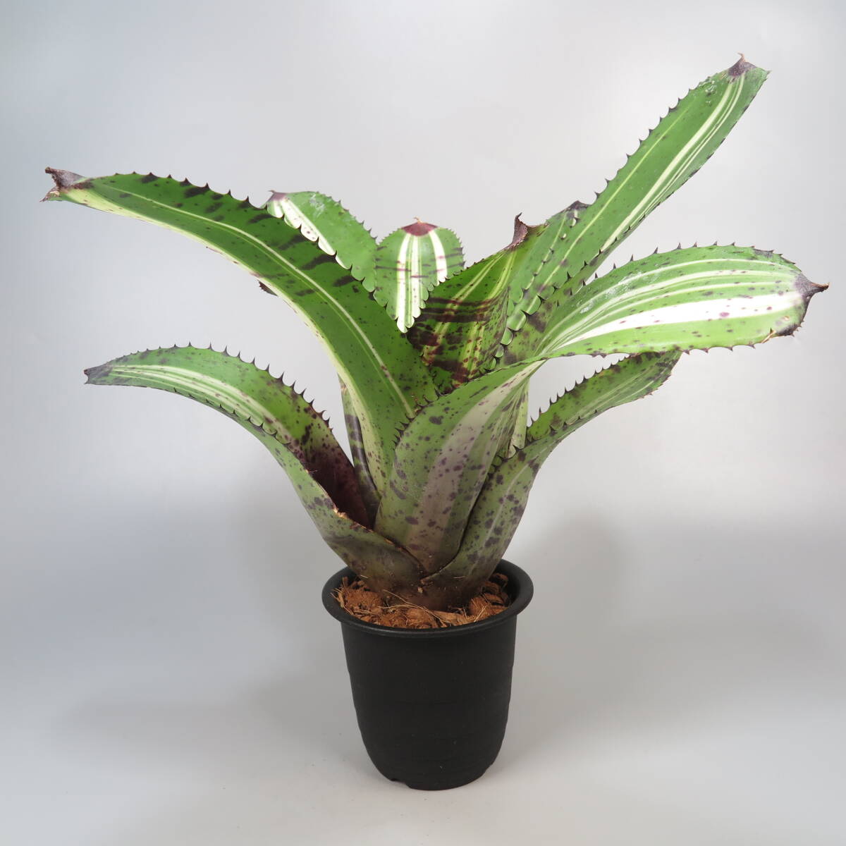  Neo rege rear * Neoregelia White Walker * large stock * tanker brome rear 