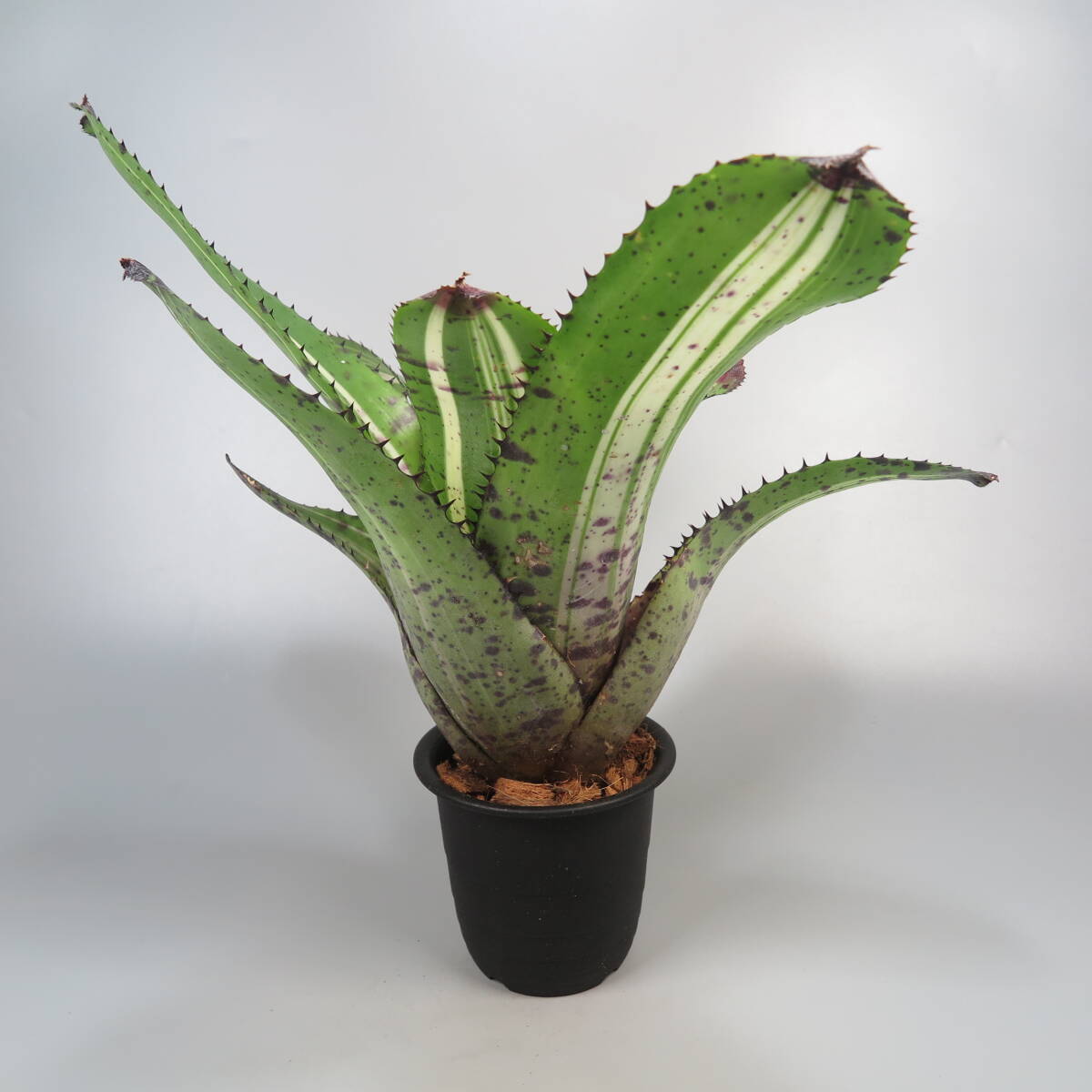  Neo rege rear * Neoregelia White Walker * large stock * tanker brome rear 