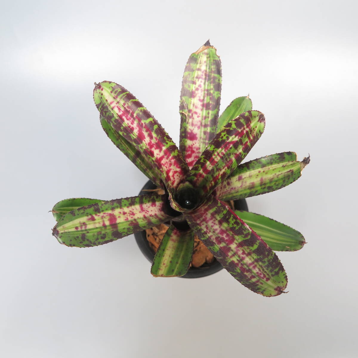  Neo rege rear * Neoregelia Taser * tanker brome rear 