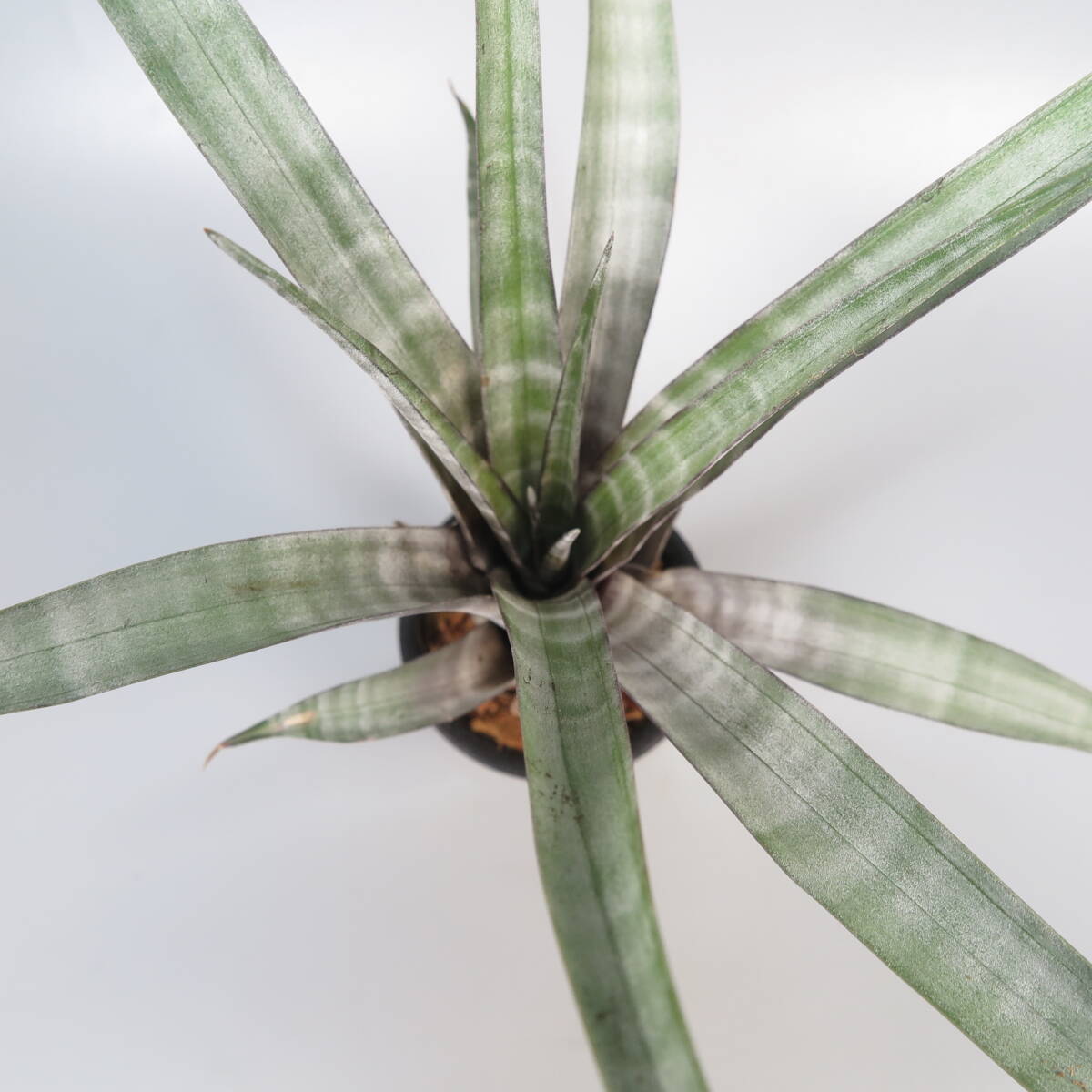 1. チランジア ヒルダエ ☆ Tillandsia hildae ★ タンクブロメリア_画像6