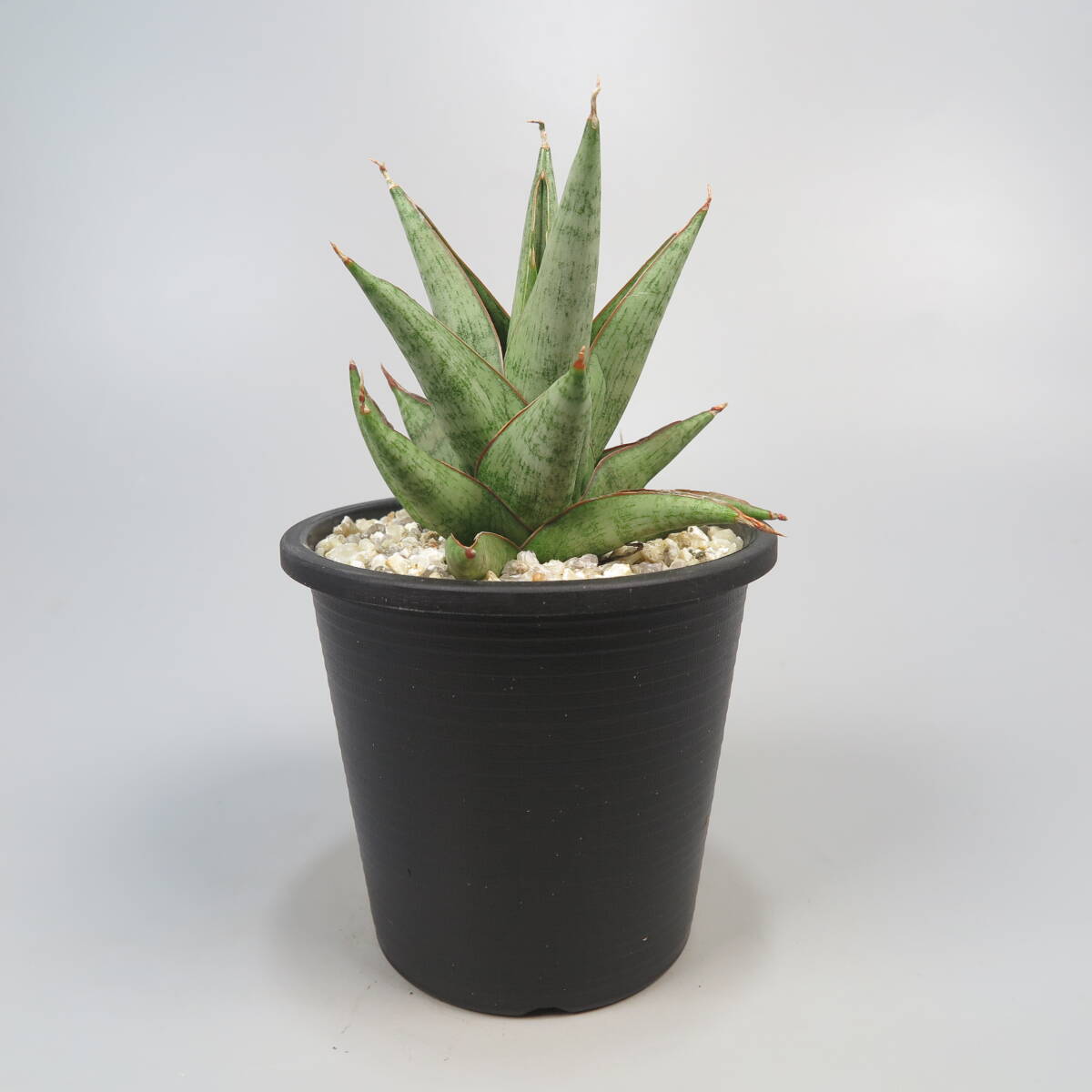 2. サンセベリア ☆ Sansevieria Rock Man ★ サンスベリア_画像4