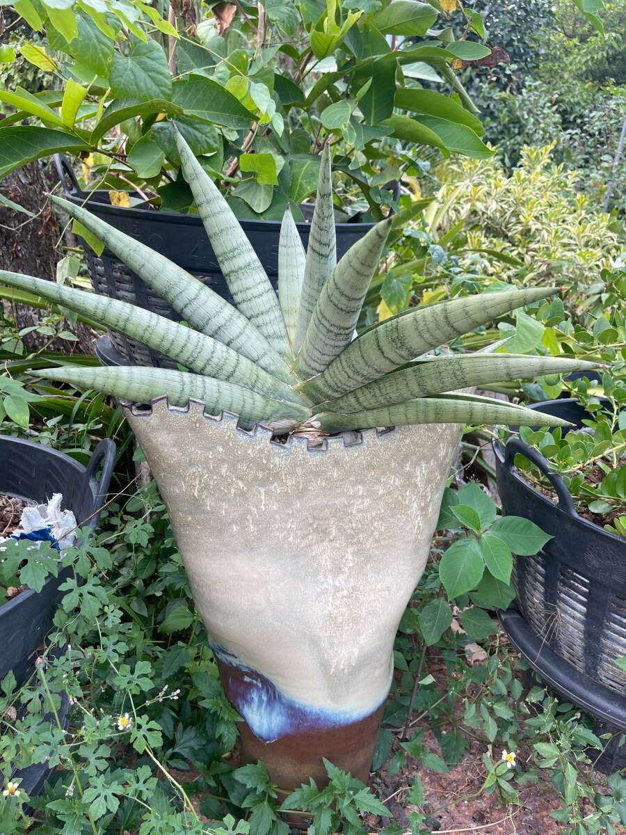 サンセベリア ☆ Sansevieria White Rhino ★ サンスベリア_＊参考写真になります