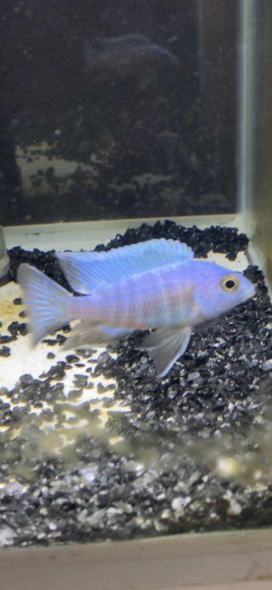 アフリカンシクリッド Aulonocara turkis 6㎝　ドイツ産F.1 写真個体販売　自家繁殖魚　セレクト品_画像3