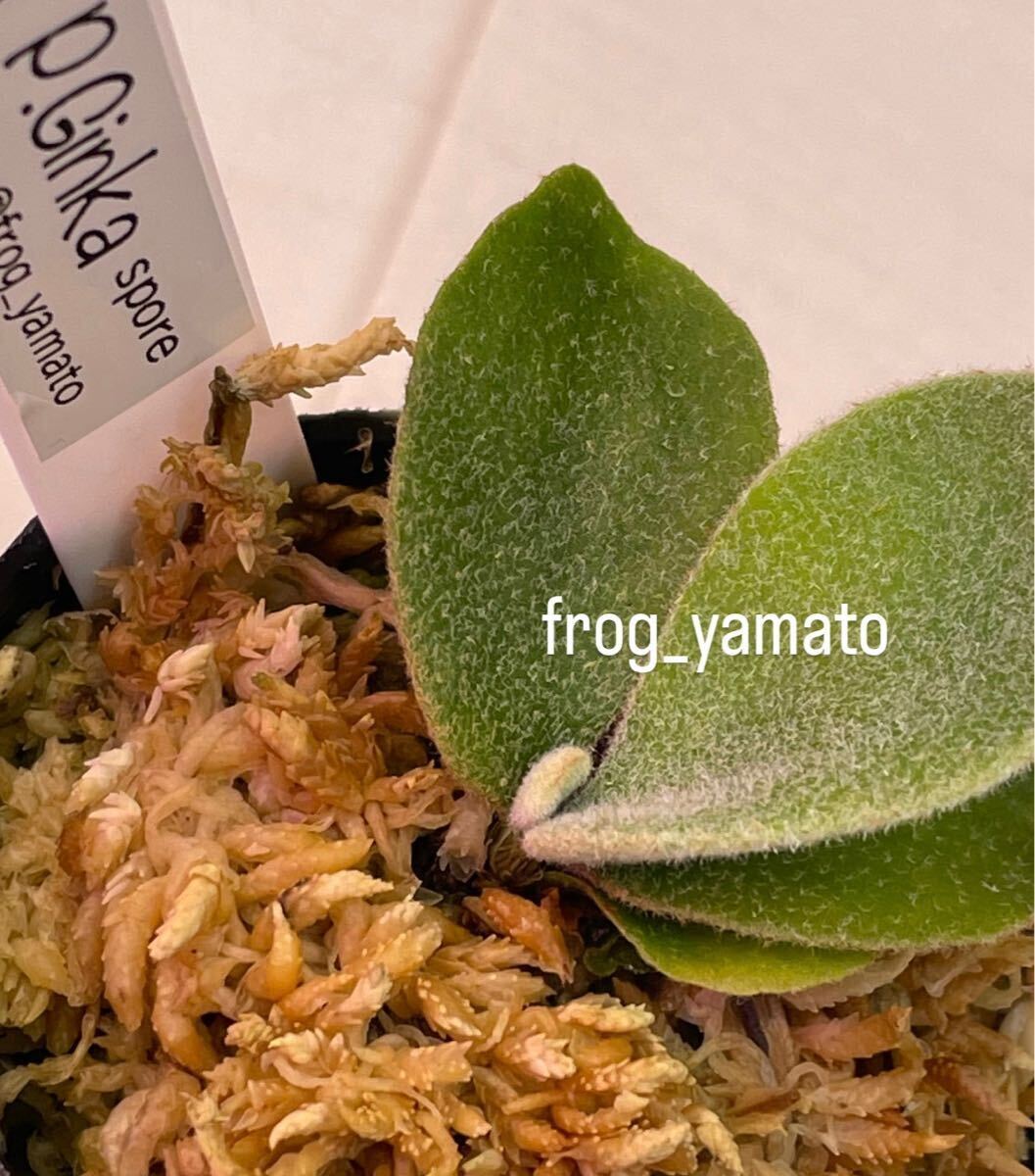 ginka ギンカ 胞子撒き spore スポア 株コウモリラン ビカクシダ ginka ギンカ 胞子撒き spore スポア 株コウモリラン ビカクシダ