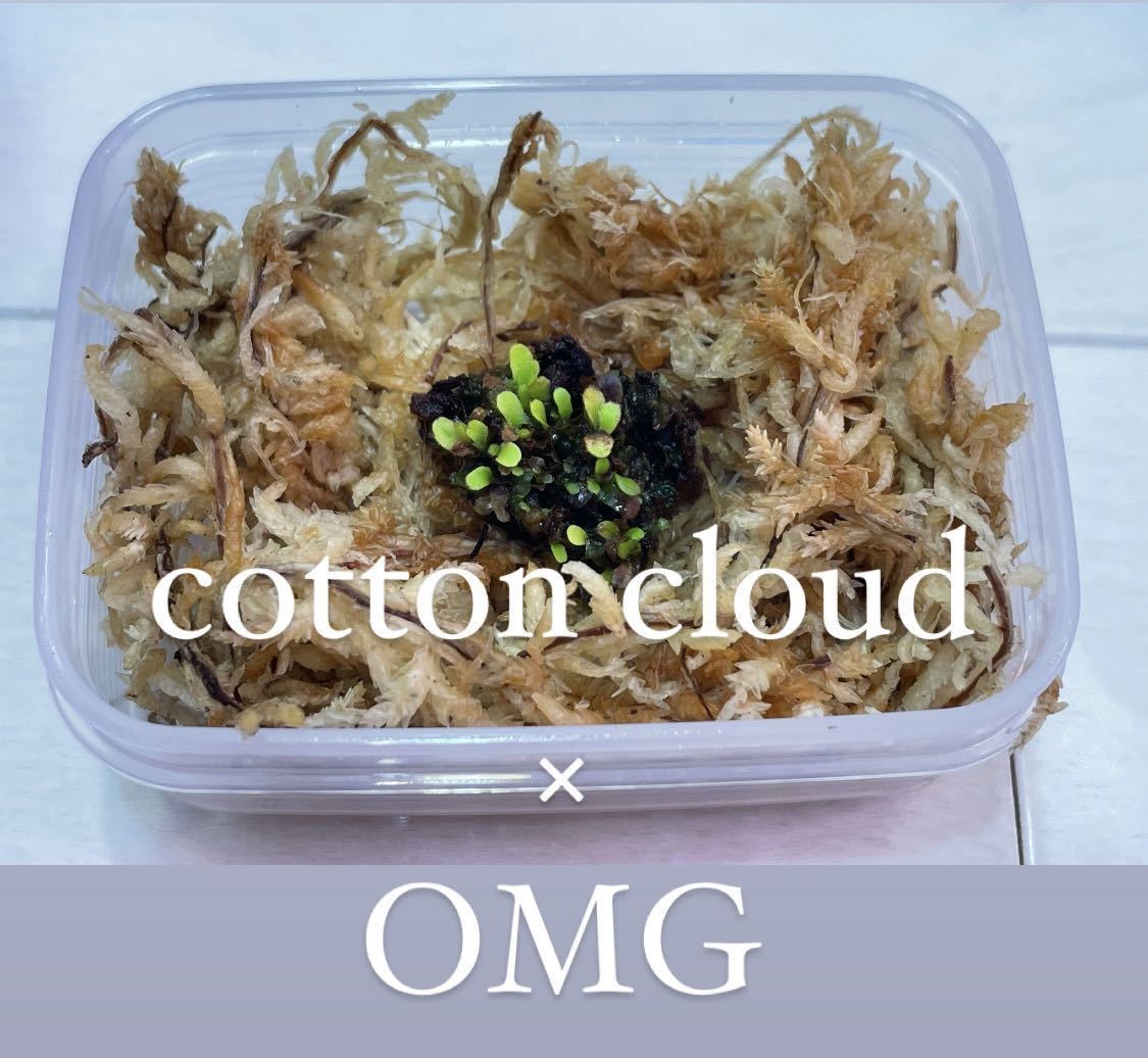 cotton cloud × OMG コットンクラウド - Yahoo!オークション