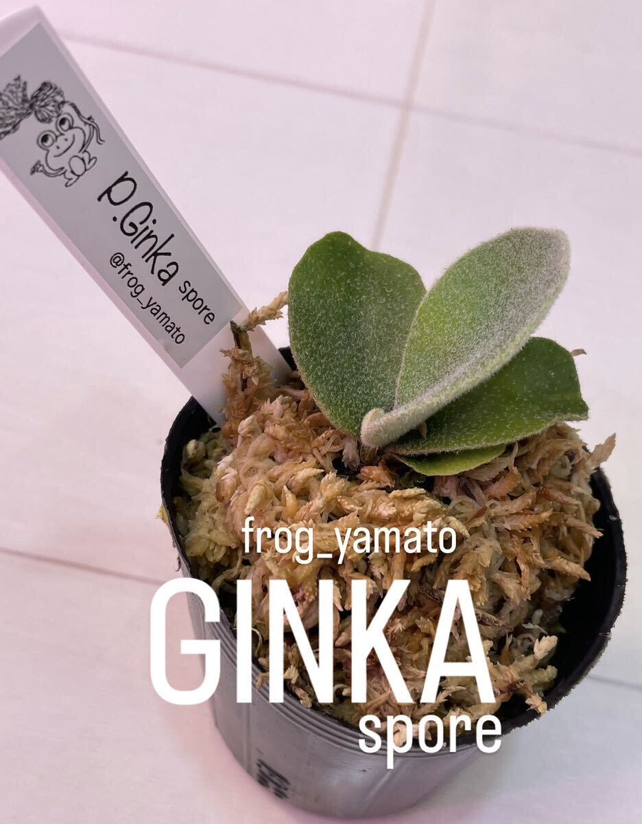ginka ギンカ 胞子撒き spore スポア 株コウモリラン ビカクシダ ginka ギンカ 胞子撒き spore スポア 株コウモリラン ビカクシダ