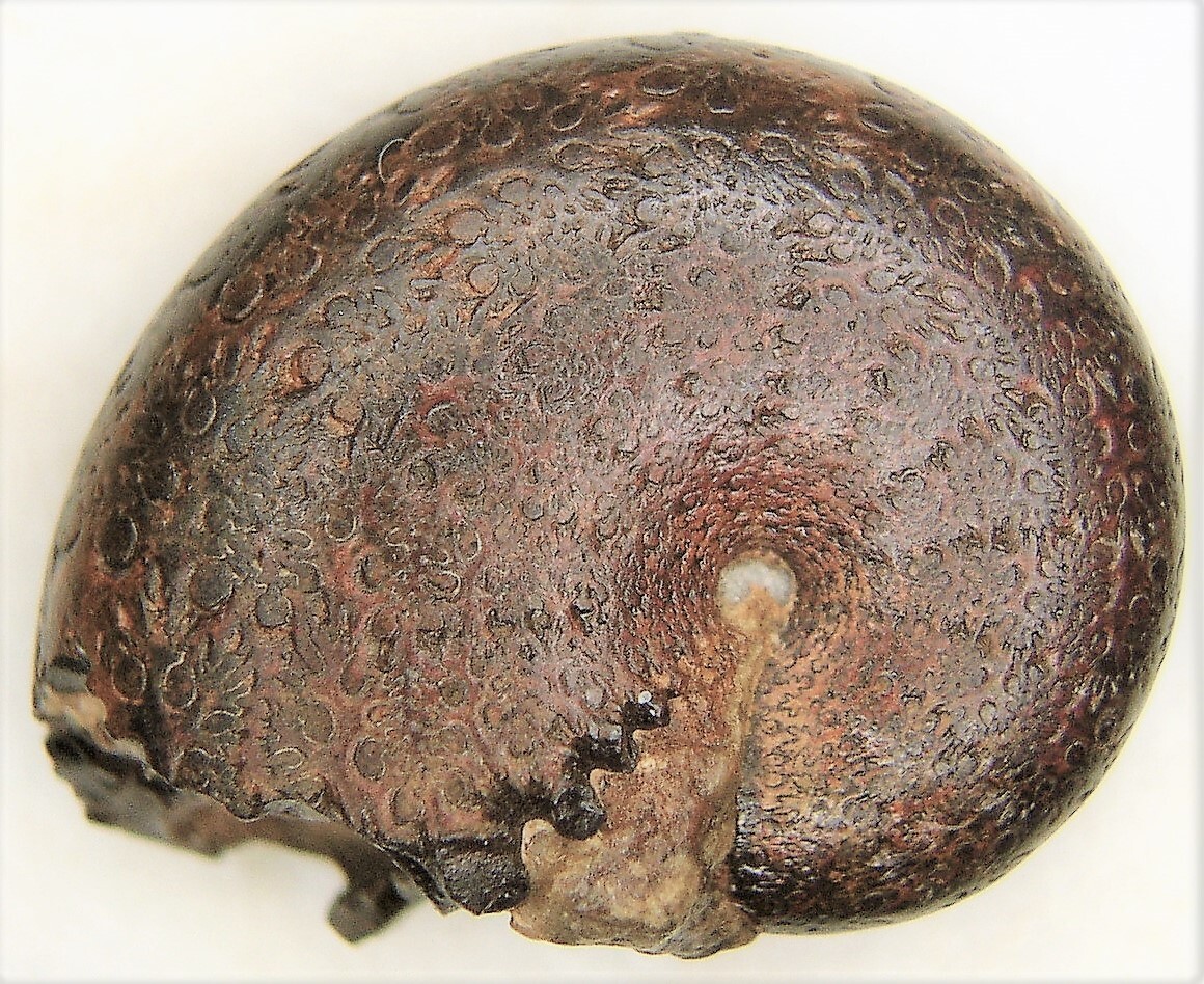 隕石・鉱物・化石標本30種 標本ラベル・説明書付の画像8