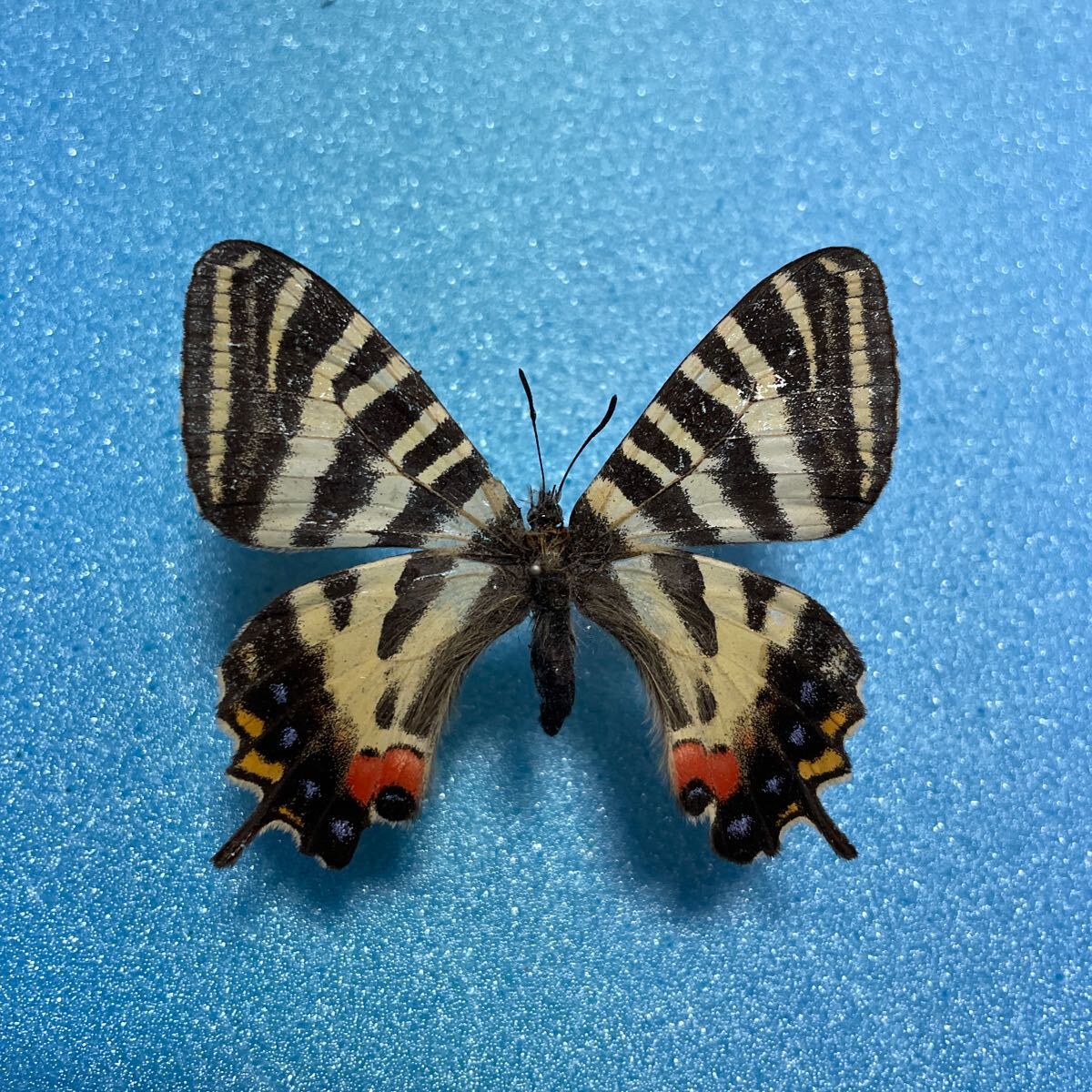 【蝶 標本】ギフチョウ新潟県上越市産の画像1