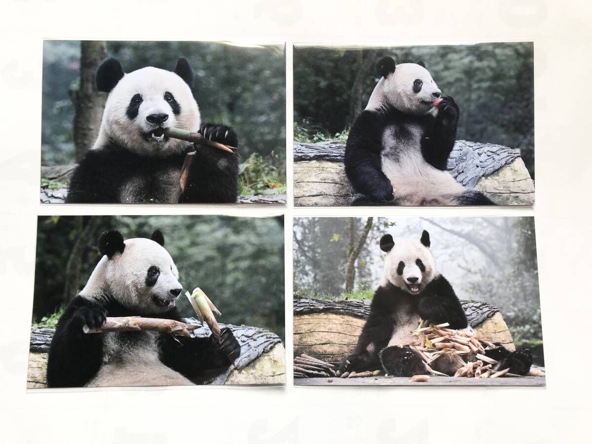  car n car n every day Panda special photograph exhibition day change .. postcard 4 sheets ( all day Complete ) set uenote Panda spring . festival not for sale 2024 year 6 month calendar 