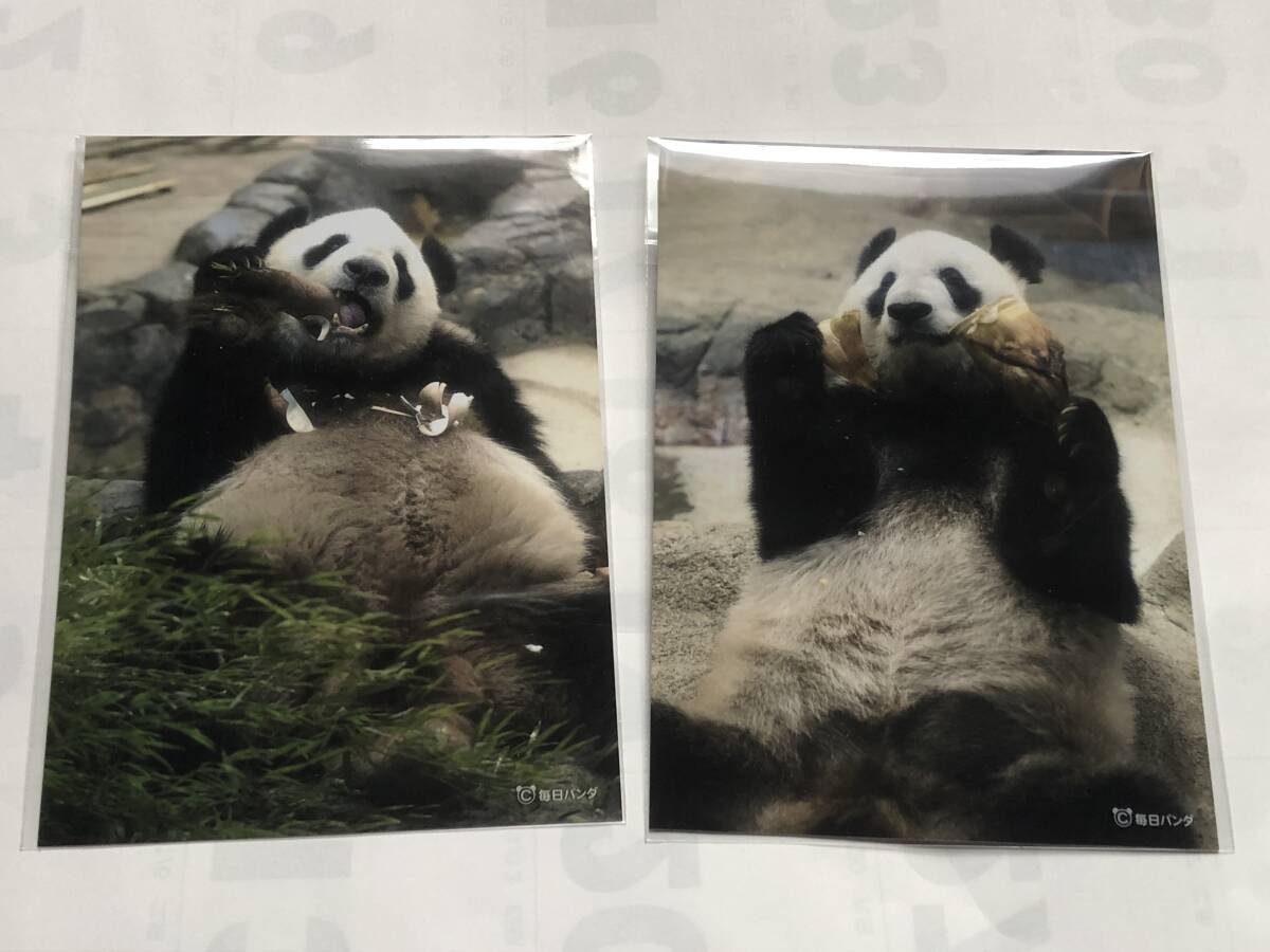 シャンシャン 中国ジャイアントパンダ保護研究センター雅安碧峰 シャンシャン 中国ジャイアントパンダ保護研究センター雅安碧峰