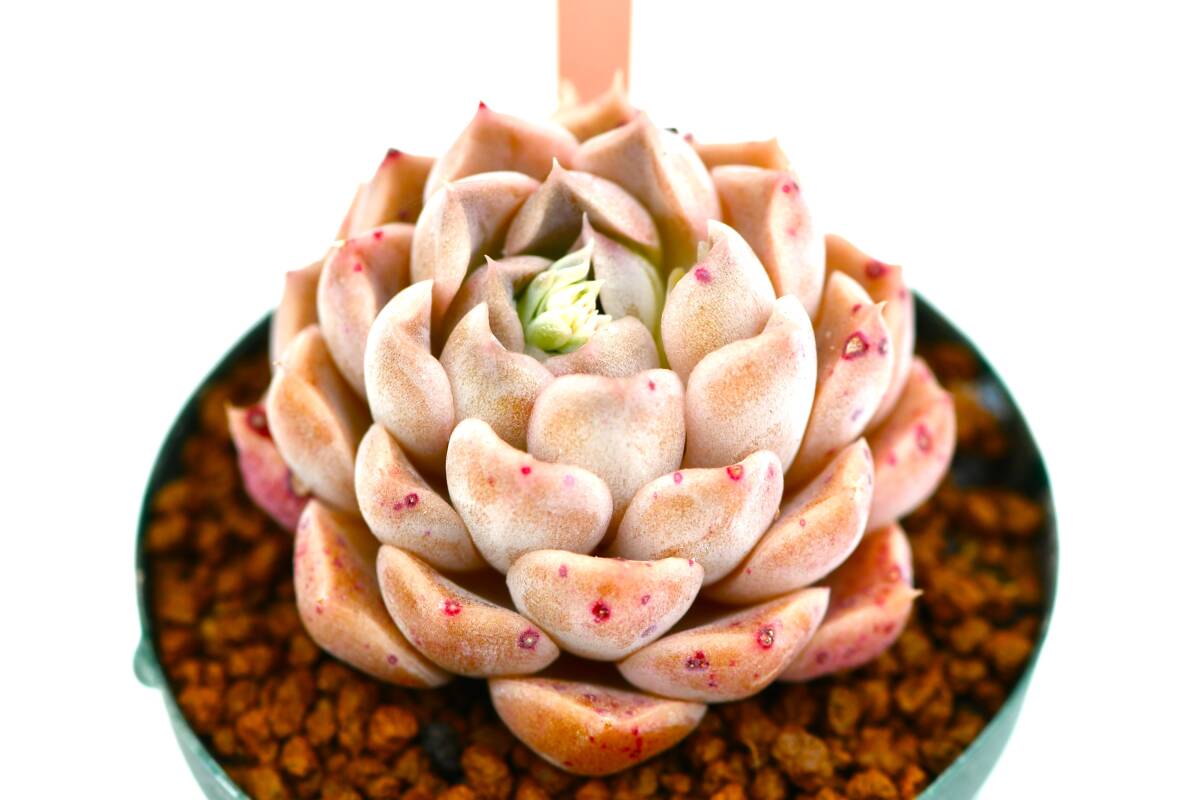 ★　第四種可　②　エケベリア　ネオン　1鉢　★Echeveria　ハオルチア　多肉植物　サボテン　山野草　観葉植物_画像1