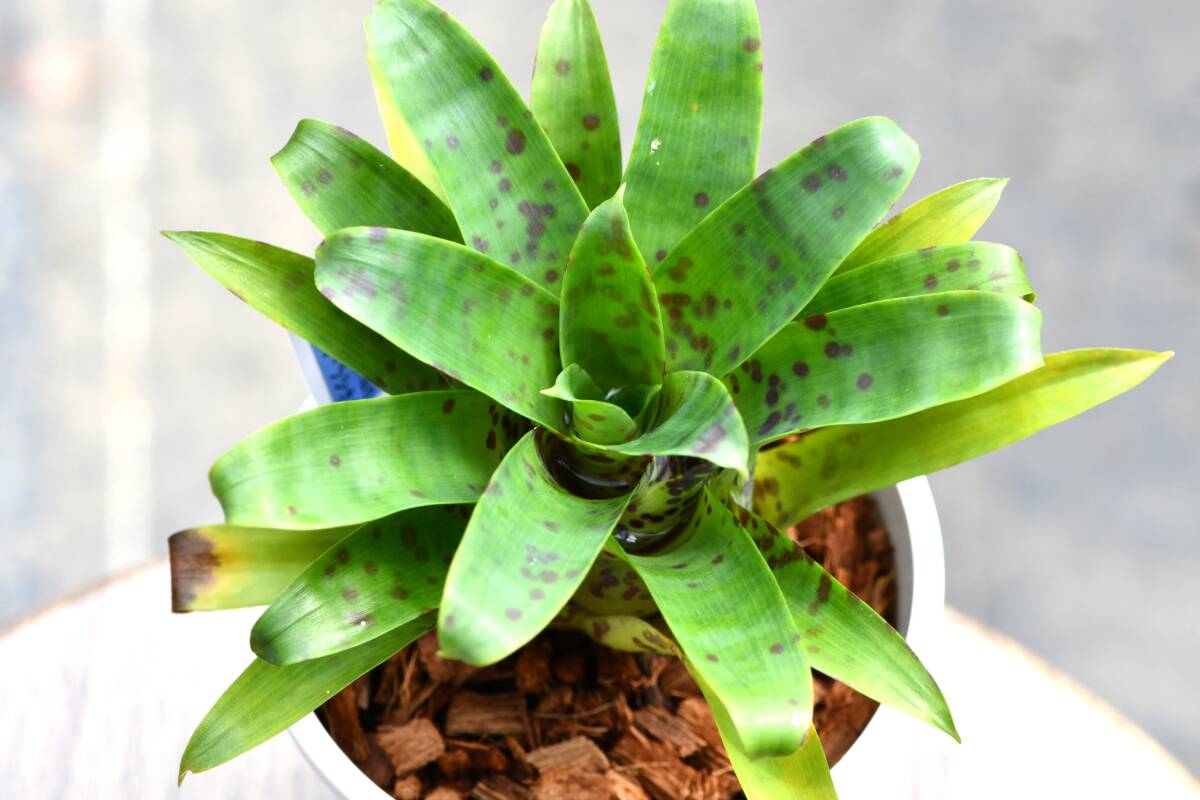 ★　Vriesea　racinae(フリーセア　ラシナエ)　1鉢　★山野草　ブロメリア　チランジア　観葉植物　ホヘンベルギア_画像2