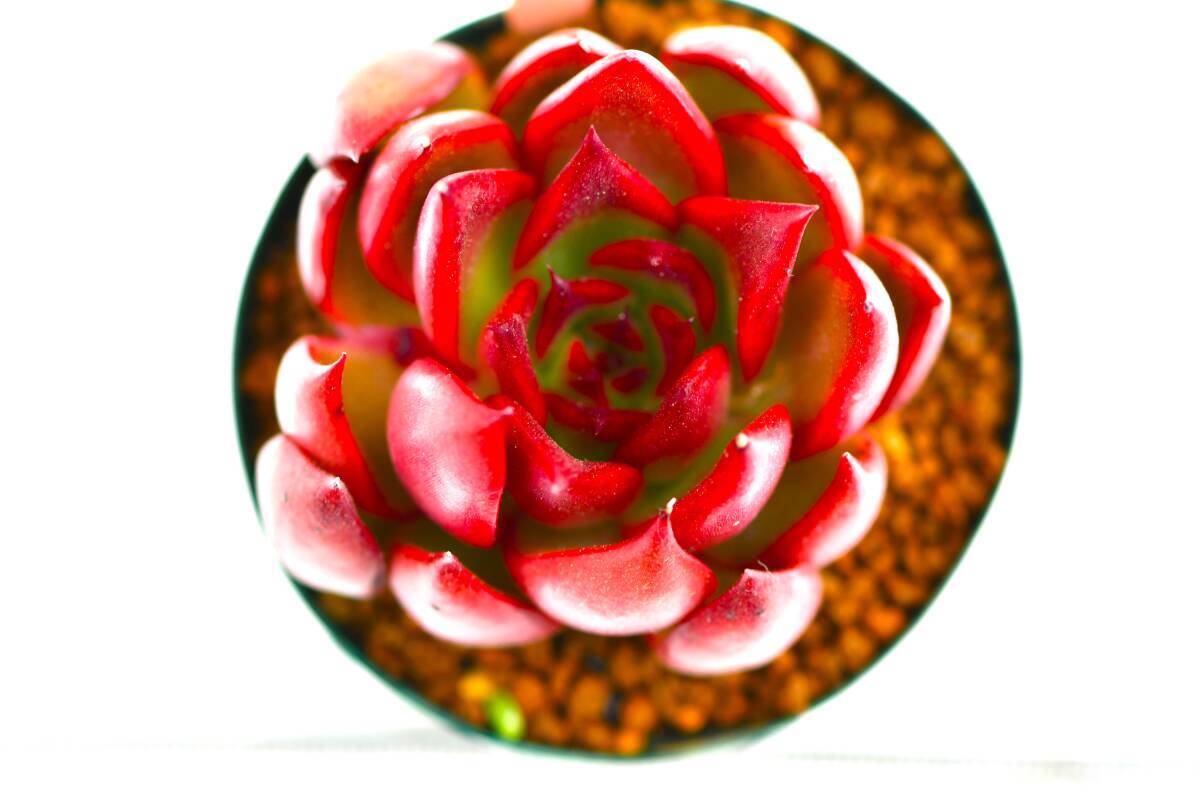 ★ 第四種可 エケベリア 実生交配種 1鉢 ★Echeveria ハオルチア 多肉植物 サボテン 山野草 観葉植物の画像3