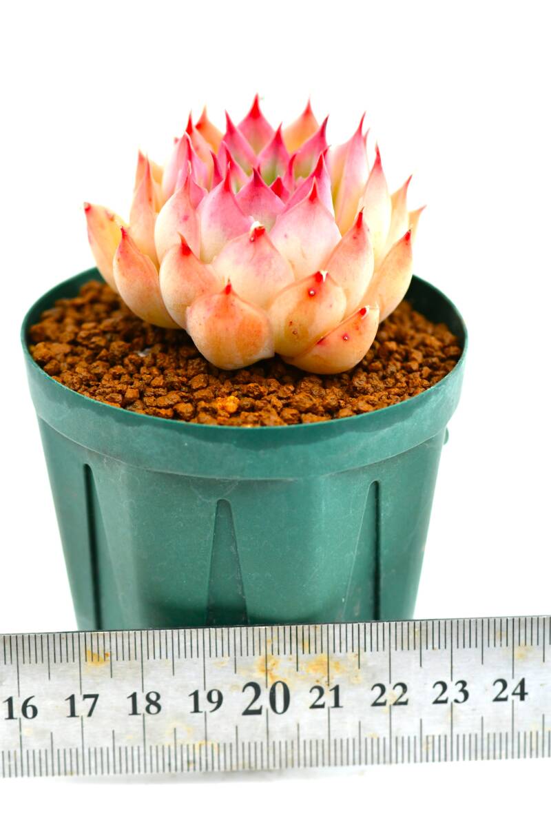 ★　第四種可　エケベリア　プリナ×レッドエボニー　1鉢　★Echeveria　ハオルチア　多肉植物　山野草　サボテン_画像4