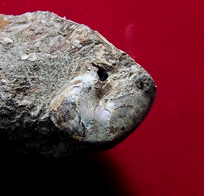 ●e-583 日本の化石 遠別の Metapracenticeras、Phyllopachyceras_画像5