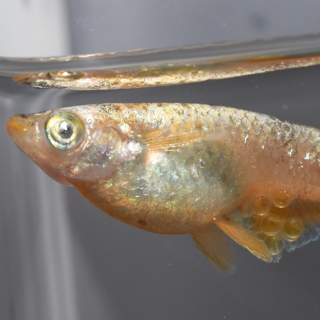 アースアイ遺伝率ほぼ１００パーセント！ミラージュメダカの稚魚・10匹　メダカ屋猫飯_画像2