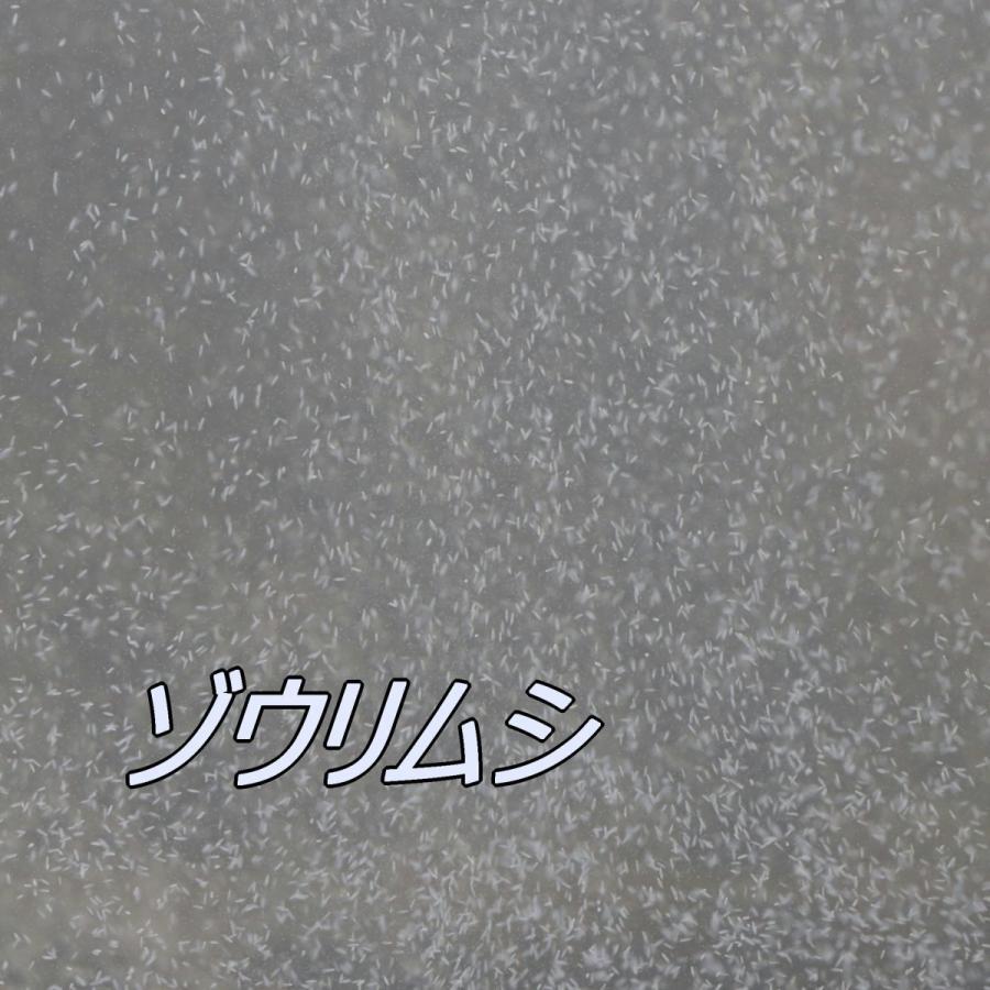 即日発送・送料無料・安心自家培養！ゾウリムシ・500ml　　熱帯魚　観賞魚　稚魚　針子　メダカ　川魚　金魚　ベタ　微生物　初期餌_画像2