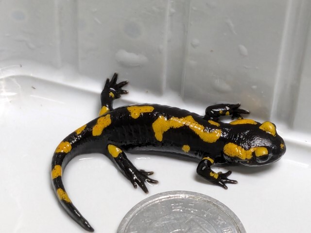 madala fire - salamander 1 pcs 
