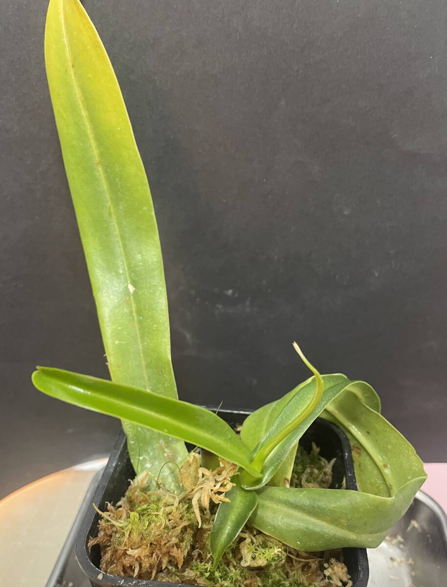 △N.ventricosa （Quezon産 選別個体１） 　ウツボカズラ　ネペンテス属　食虫植物 Nepenthes_出品株